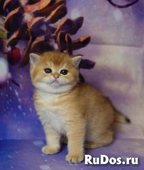 Британские котята разных окрасов Питомник. Москва. фото