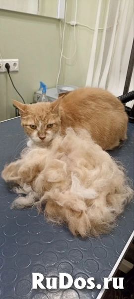 Стрижка собак и кошек изображение 6