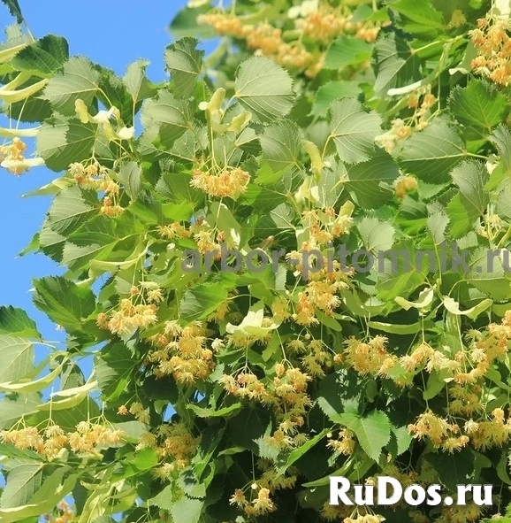 , купить растения изображение 9