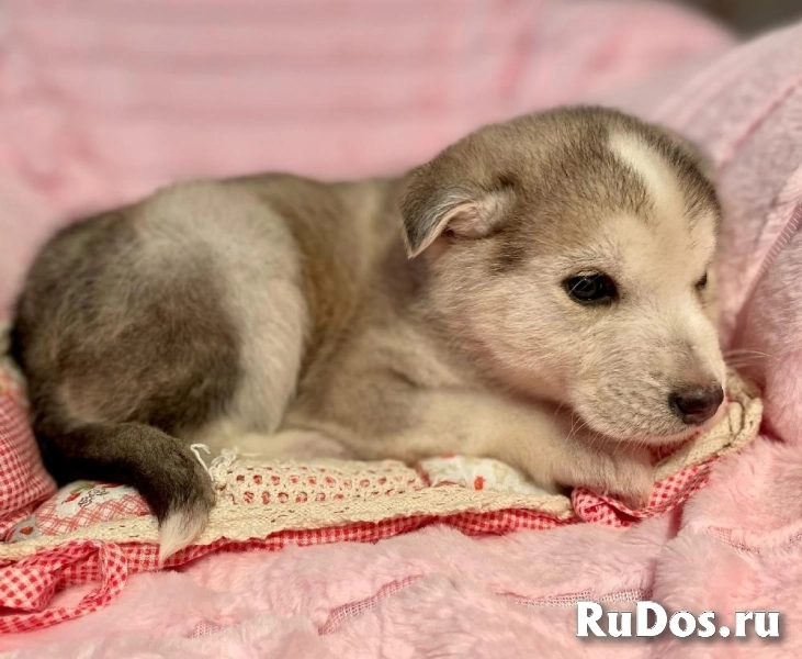 Очаровательный щенок Барни в самые добрые руки! изображение 6