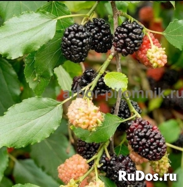 , купить растения изображение 11