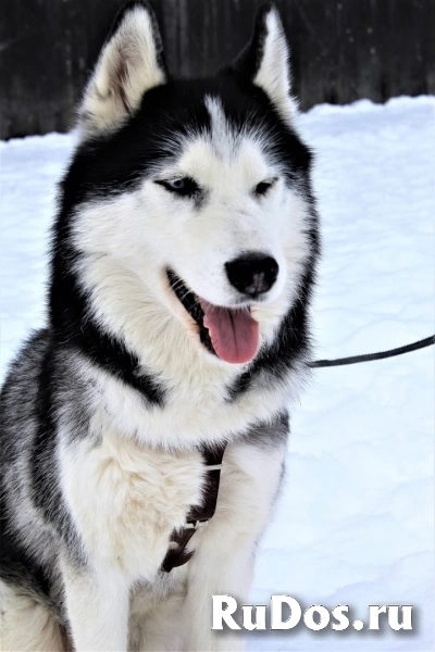 Хаски Ян ищет семью изображение 3