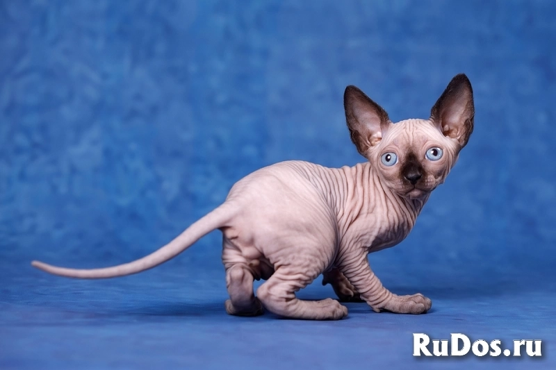 Нежность- Эльф, бамбино, Двэльф или сфинкс. изображение 4