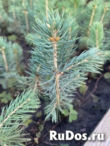 , купить растения изображение 5