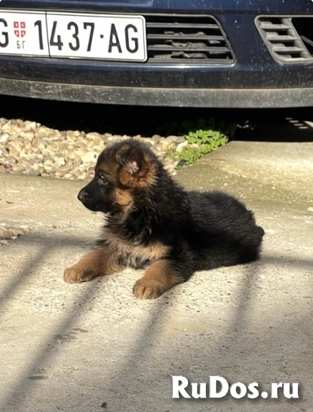 Немецкая овчарка изображение 12