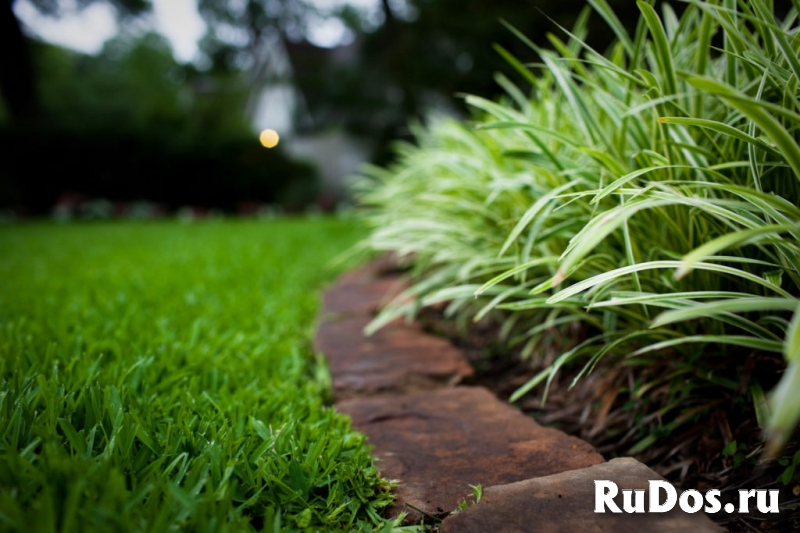 Посев газона. Укладка рулонного газона изображение 4