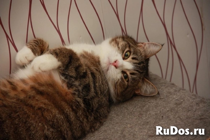 Милая кошечка Санта в добрые руки! изображение 4