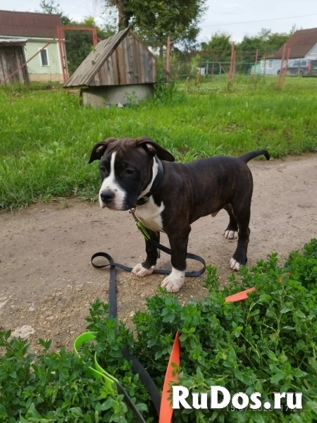 Шикарные щенки Амстаффа ркф изображение 4