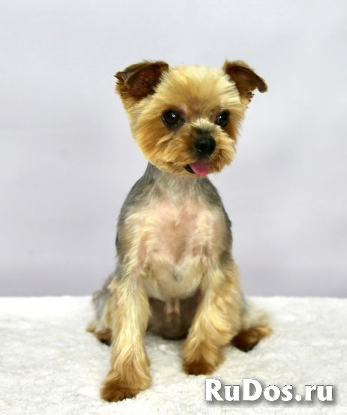 Чудесный пёсик Филимоша в добрые руки изображение 5