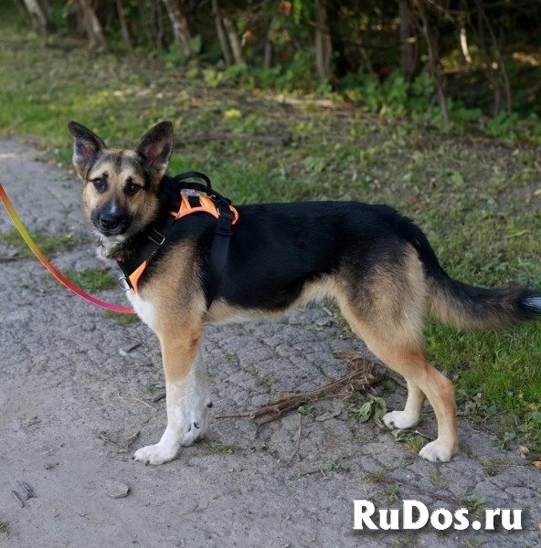 Тоффи самая ласковая собака в мире! изображение 3