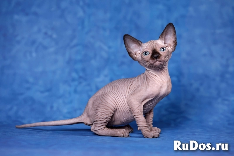 Нежность- Эльф, бамбино, Двэльф или сфинкс. изображение 5