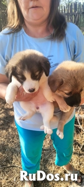Щенки. братик и сестричка. Ищем ручки. фото