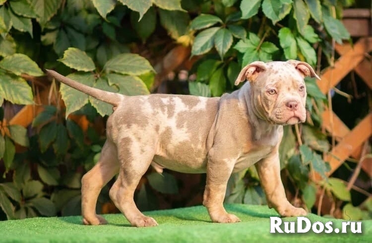 Щенки Американского булли из питомника изображение 3