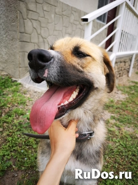 Ультра - молодая, добрая, ласковая девочка, которая ищет свою любящую семью! изображение 4