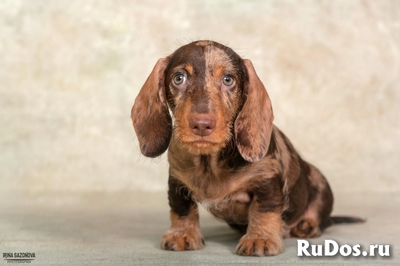 Такса жесткошерстная - щенки фотка