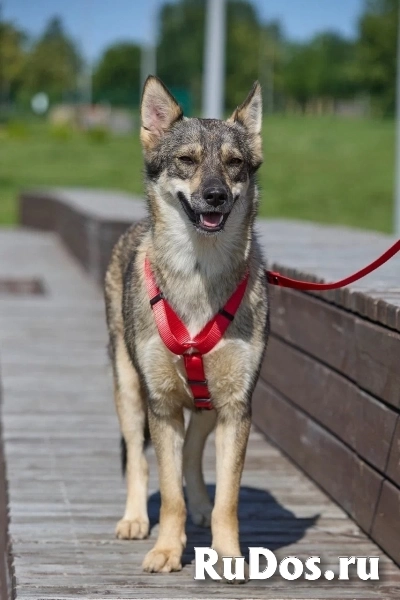 Леди — собака, с которой легко и спокойно. изображение 4
