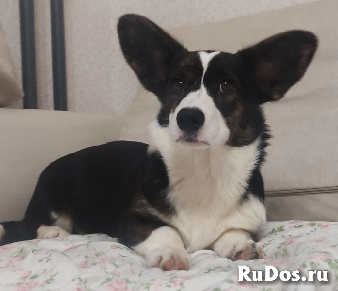 Щенки Вельш Корги Кардиган изображение 7