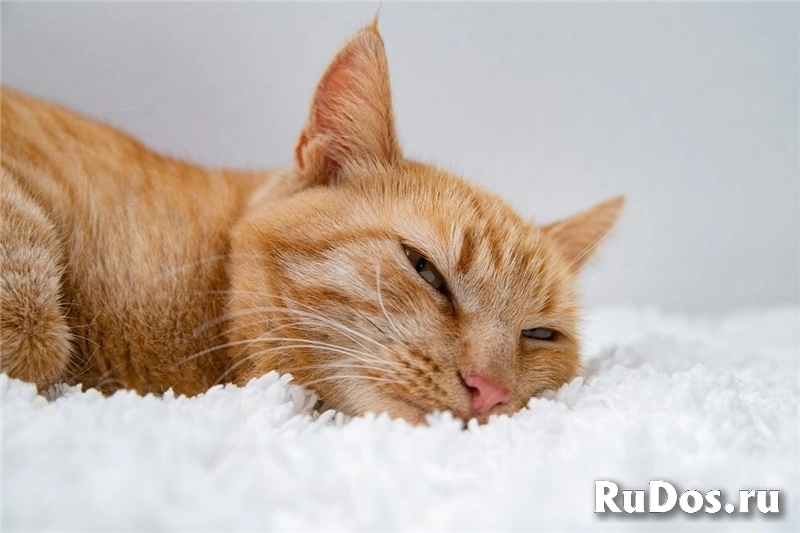 Рыжая кошка Мишаня в добрые руки. фото