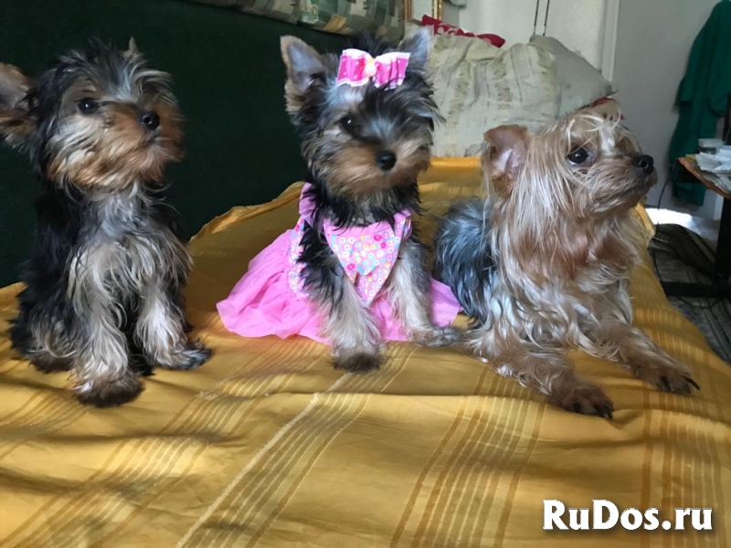 Щенки йорка фото
