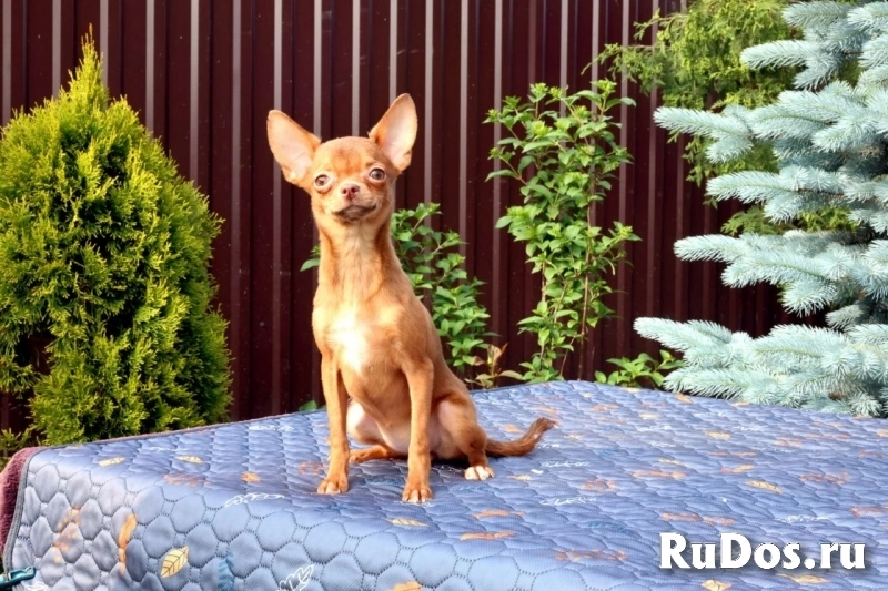 Гламурные щенки Чихуахуа изображение 4