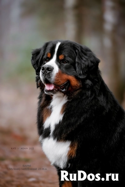 Бернский зенненхунд . Щенки. изображение 3