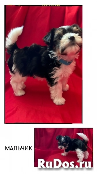 Щенки Бивера с документами изображение 3