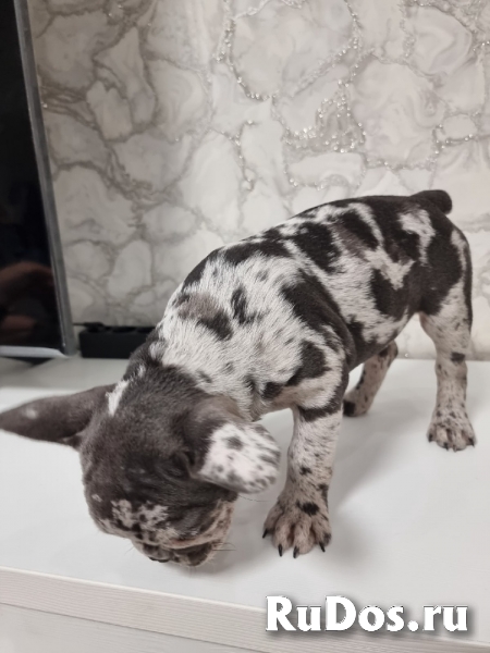 Щенки Французского бульдога редких окрасов изображение 4