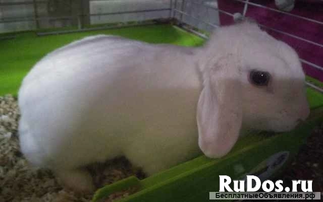 Кролики от Крёстной Золушки изображение 4