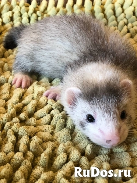 Продаю хорьков изображение 11