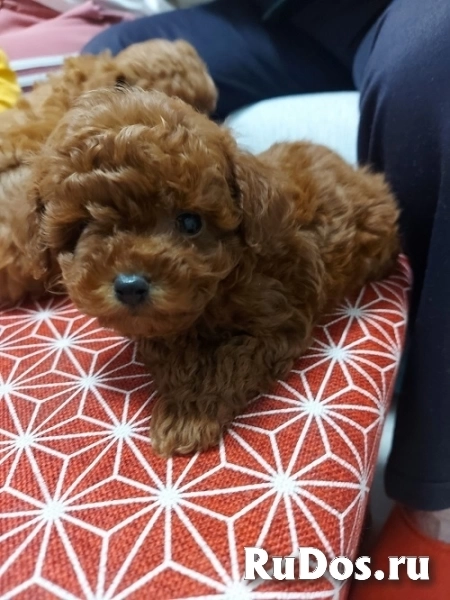 Красный той-пудель изображение 3