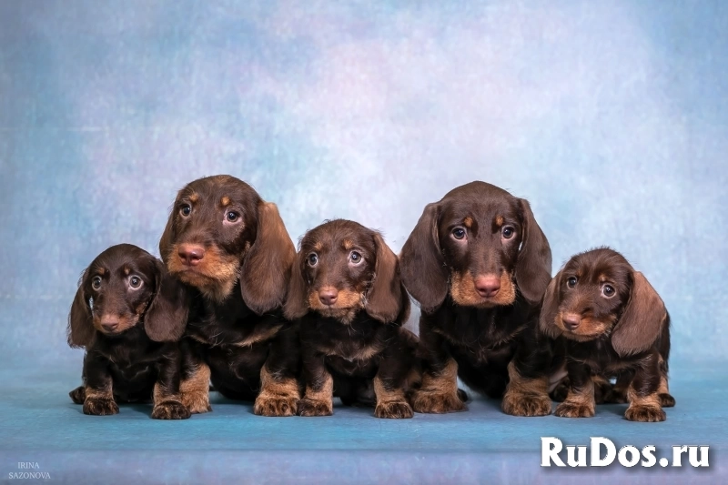 Такса жесткошерстная - щенки изображение 12