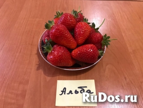 Рассада клубники изображение 6