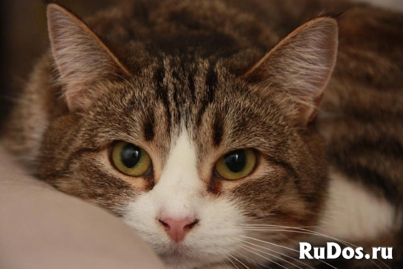 Милая кошечка Санта в добрые руки! фото