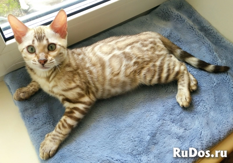 Шикарные шоу класса бенгальские котята недорого изображение 6