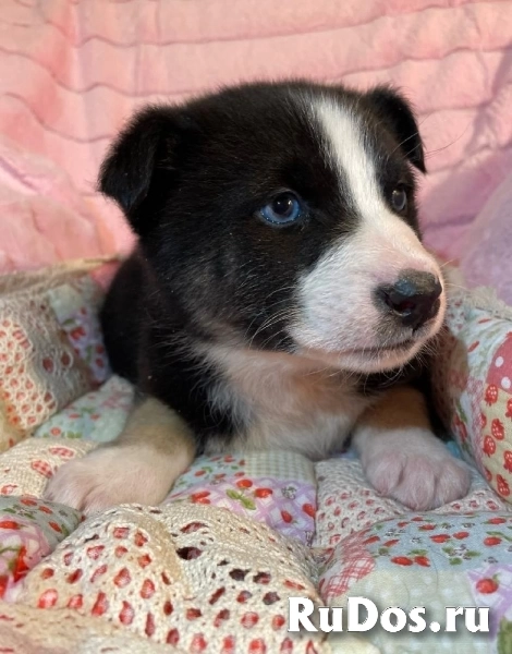 Голубоглазый красавчик - щенок Сармат в добрые руки! изображение 4