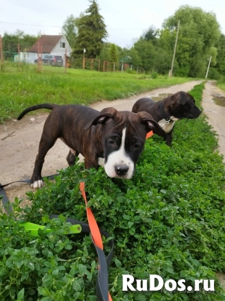 Шикарные щенки Амстаффа ркф изображение 7