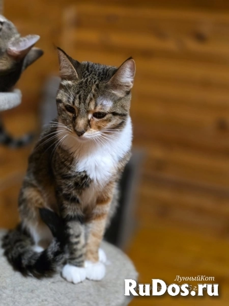 Триша Москва изображение 3