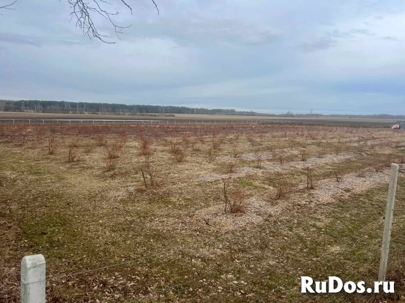Продается ЛПХ, земля засажена голубикой и туями фотка