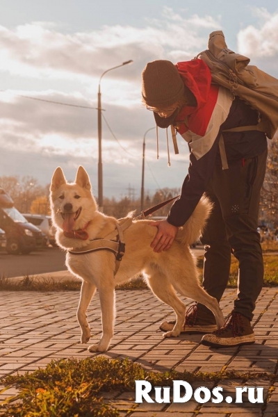 метис акиты и лайки в добрые руки фотка
