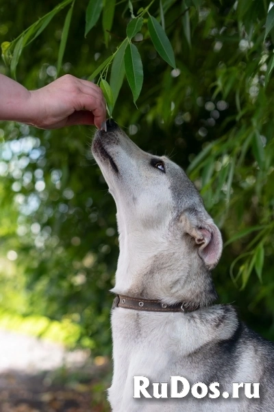 Северная красавица Луна в добрые руки изображение 3