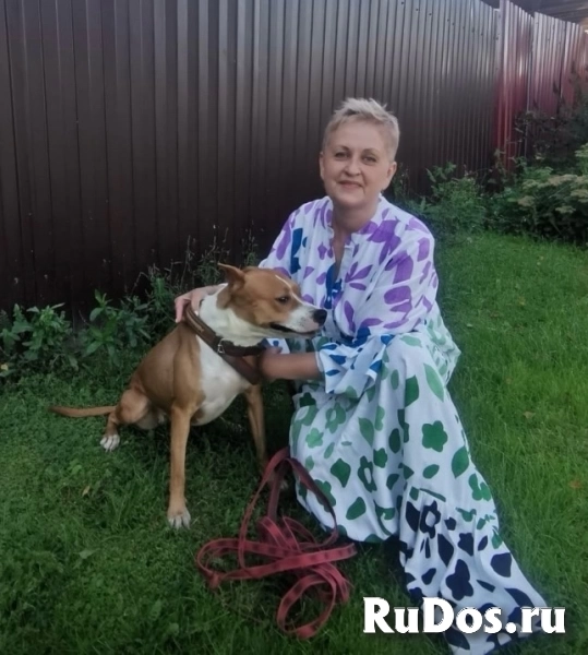 Ищет семью собака Хельга. В добрые руки. изображение 3