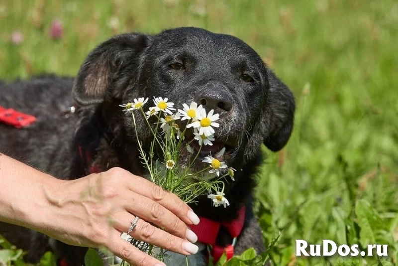 Ночка — собака, которая всегда рядом изображение 6