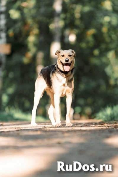 Чудесный пёс Дэнвер в добрые руки. изображение 6