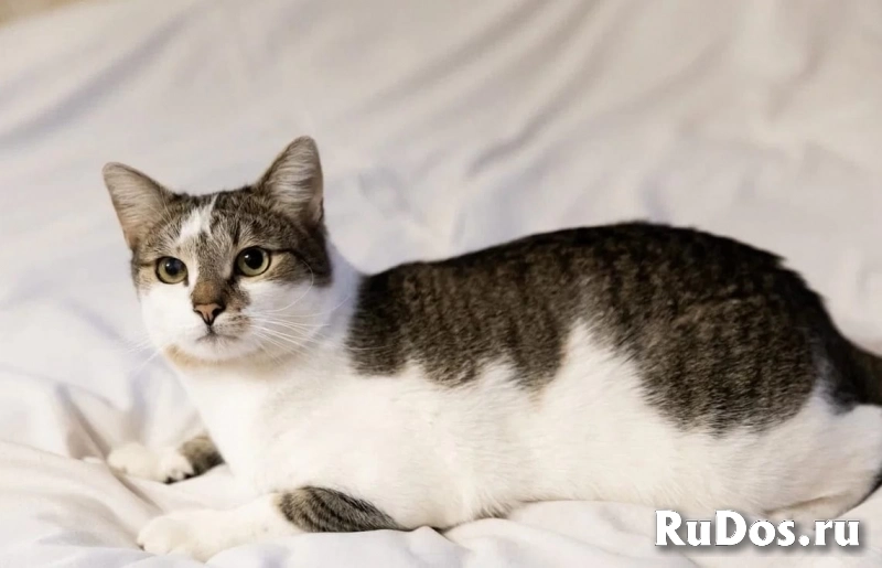 кот Бантик ждет семью фотка