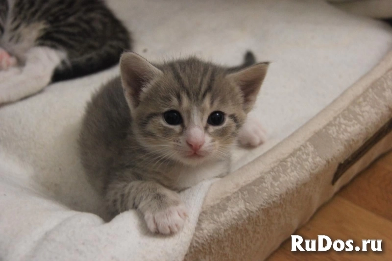 котята метисы изображение 4