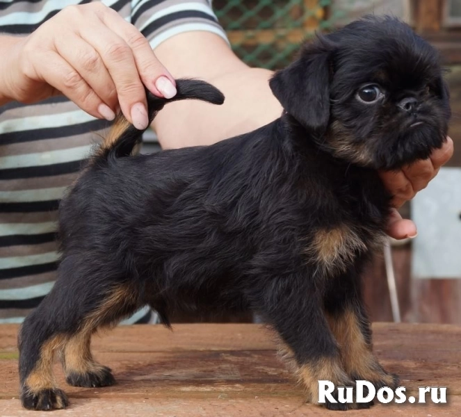 Щенки Бельгийский гриффон и Пти брабансон изображение 3