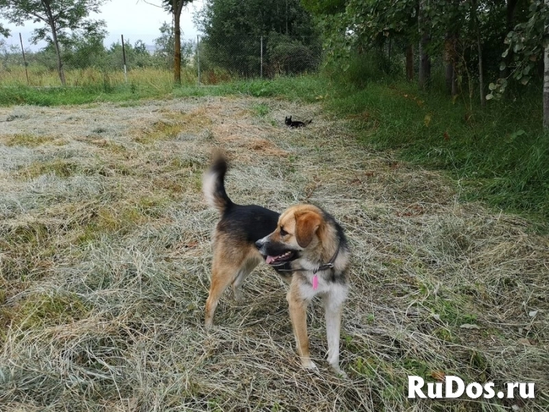 Ультра - молодая, добрая, ласковая девочка, которая ищет свою любящую семью! изображение 3