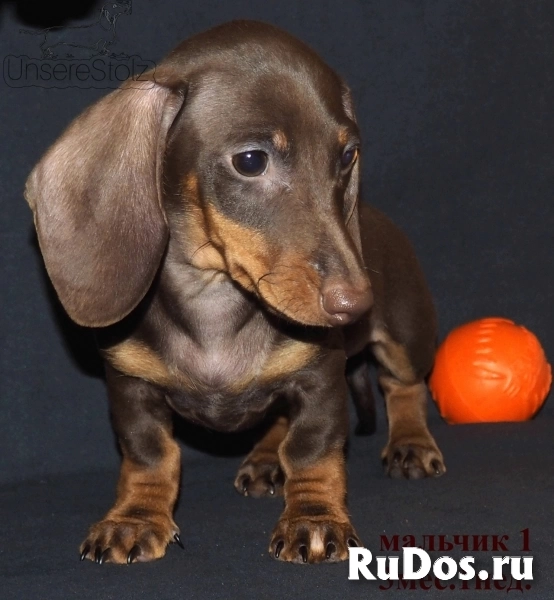 Такса миниатюрная/кроличья - шоколадные щенки фотка