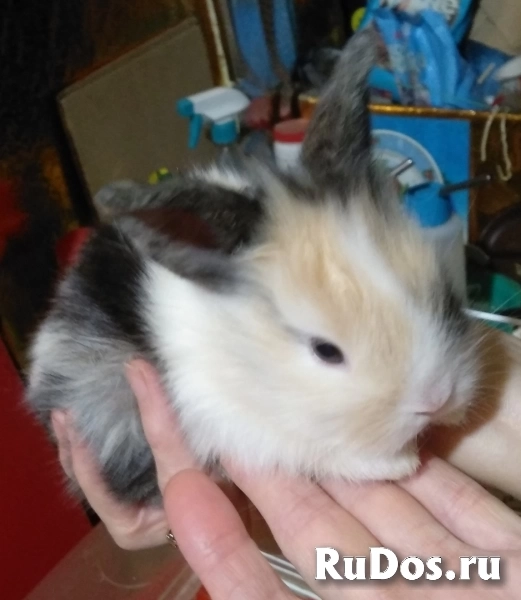 Кролики, пушистый друг изображение 4