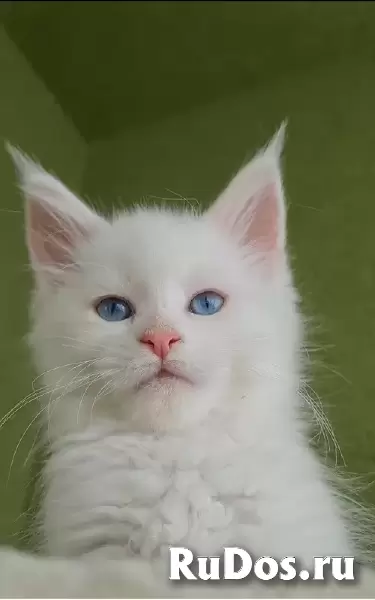 Котята мейн-куна изображение 4